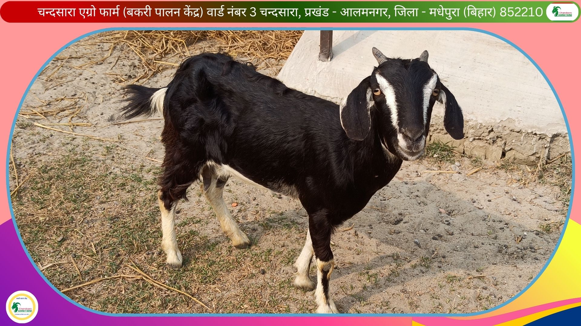 Chandsara Agro Farm (Bakri Farm) 4